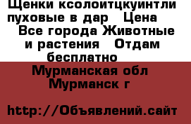 Щенки ксолоитцкуинтли пуховые в дар › Цена ­ 1 - Все города Животные и растения » Отдам бесплатно   . Мурманская обл.,Мурманск г.